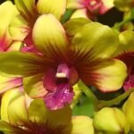 Dendrobium Yellow Splash Red (3.5” pot)