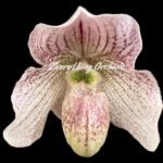 In Bud Paph. Angela (fairrieanum x niveum) (2” pot)