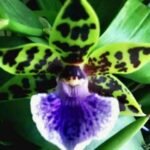 In Spike Zygoneria Adelaide Meadows x Z. Jumpin Jack (3.5” Pot)