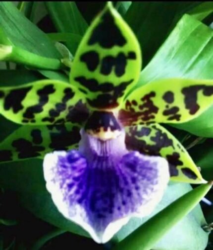 In Spike Zygoneria Adelaide Meadows x Z. Jumpin Jack (3.5” Pot)
