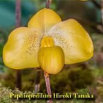 In Bud Paph. Hiroki Tanaka (armeniacum × wenshanense) (2” pot)