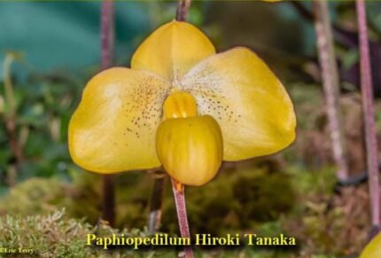 In Bud Paph. Hiroki Tanaka (armeniacum × wenshanense) (2” pot)