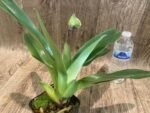 In Spike Paph. Yellow Leopard 'Full House' × Paph. Hamana Samson #5' (3.5” pot) - Image 4