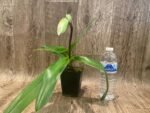 In Spike Paph. Honeycomb Creek 'Butterdish' × Paph. Mach One 'Skipper' (3.5” pot) - Image 2