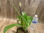 In Spike Paph. Honeycomb Creek 'Butterdish' × Paph. Mach One 'Skipper' (3.5” pot) - Image 4