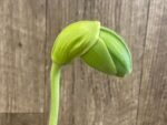 In Spike Paph. Yosemite Green 'Jumbo' × Paph. Kataï's Golden Emerald 'Green Fin' (3.5” pot)