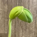 In Spike Paph. Yosemite Green 'Jumbo' × Paph. Kataï's Golden Emerald 'Green Fin' (3.5” pot)