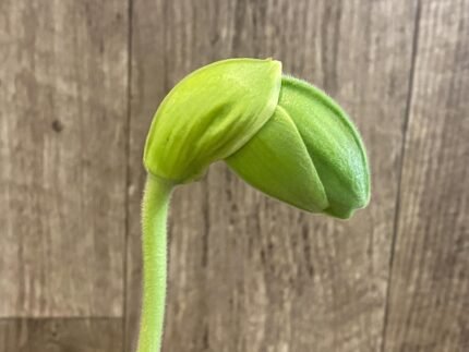 In Spike Paph. Yosemite Green 'Jumbo' × Paph. Kataï's Golden Emerald 'Green Fin' (3.5” pot)