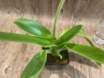 In Spike Paph. Yosemite Green 'Jumbo' × Paph. Kataï's Golden Emerald 'Green Fin' (3.5” pot) - Image 4
