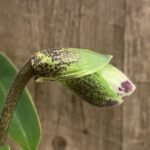 In Spike Paph. Hamana Samson '#11' x Paph. Cali Charm 'New Hope' (3.5” pot)