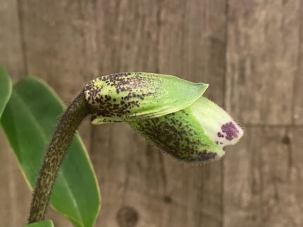 In Spike Paph. Hamana Samson '#11' x Paph. Cali Charm 'New Hope' (3.5” pot)