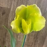 In  Spike Paph. Katai's Golden Emerald 'Double Lime' × Paph. Sorcerer's Prime 'Magnificent' (3.5” pot)