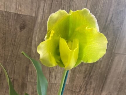 In  Spike Paph. Katai's Golden Emerald 'Double Lime' × Paph. Sorcerer's Prime 'Magnificent' (3.5” pot)