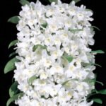 In Buds Dendrobium Sea Mary 'Snow King' (4” pot)