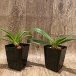 Paph. In Charm Gold 'C' x (In Charm Topaz x In Charm Gold) (3.5” pot)