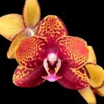 Phalaenopsis GC Reyoung Lava