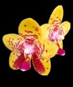 Fragrant Phalaenopsis Orchid World 'Bonnie Vasquez' (2.5" pot) - Image 2