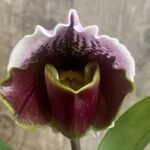 In Spike Paph. California Girl 'Free Spirit' x Paph. Aladdin 'Open Sesame' (3.5” pot)