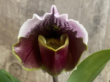 In Spike Paph. California Girl 'Free Spirit' x Paph. Aladdin 'Open Sesame' (3.5” pot)