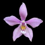 Phalaenopsis Bronze Maiden ‘Rio’