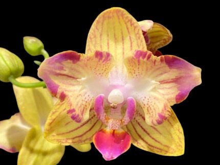 Triple Spikes Phalaenopsis Sogo Allen Peloric (3.” Pot)