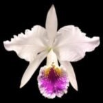 In Sheath Fragrant Cattleya mossiae v. semi-alba × sib (5" pot)