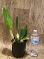 In Sheath Cattleya Taida Swan 'Polar Bear' (5” pot) - Image 2