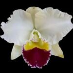 In Sheath Cattleya Taida Swan 'Polar Bear' (5” pot)