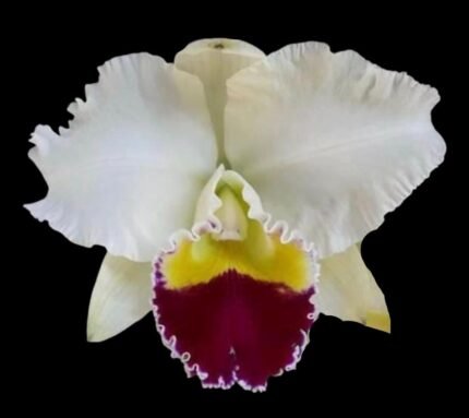 In Sheath Cattleya Taida Swan 'Polar Bear' (5” pot)