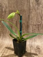 In Spike Paph. (In charm gold x in charm Topaz) x (Henryanum x Showshan) (2” pot) - Image 2