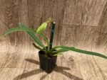 In Spike Paph. (In charm gold x in charm Topaz) x (Henryanum x Showshan) (2” pot) - Image 3