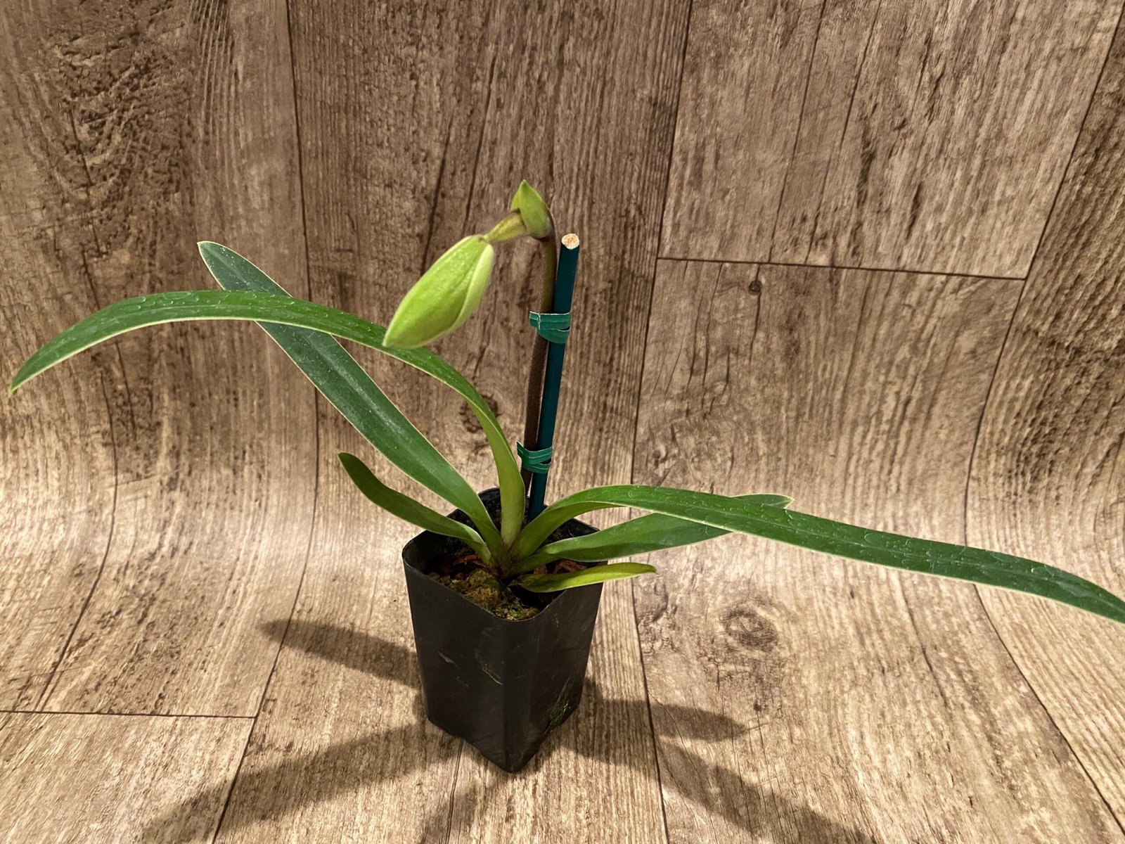 il_fullxfull.6489337979_6x3d.jpg In Spike Paph. (In charm gold x in charm Topaz) x (Henryanum x Showshan) (2” pot) - Image 3