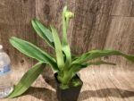 In Spike Paph. Sorcerer's Stone 'Sunrise x Paph. (Emerald Sea x Olympian Yard) 'Green Lake' (3.5” pot) - Image 5