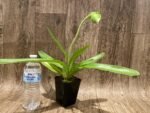 In Spike Paph. Yosemite Green 'Fresh' × Paph. Sorcerer's Prime 'Green Giant' (3.5” pot) - Image 2