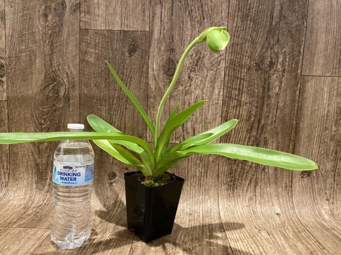 In  Spike Paph. Yosemite Green 'Fresh' × Paph. Sorcerer's Prime 'Green Giant' (3.5” pot) - Image 2