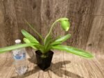 In Spike Paph. Yosemite Green 'Fresh' × Paph. Sorcerer's Prime 'Green Giant' (3.5” pot) - Image 3