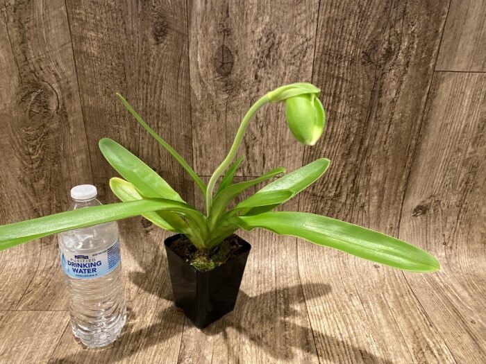 In  Spike Paph. Yosemite Green 'Fresh' × Paph. Sorcerer's Prime 'Green Giant' (3.5” pot) - Image 3