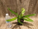 One Spike One Bud Paph. Store Lovely 'Lucky Pick' x Paph. Katai's Golden Emerald 'Lemon Tree' (3.5” pot) - Image 4