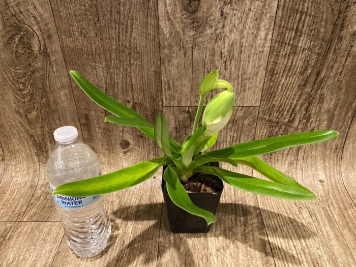 One Spike One Bud Paph. Store Lovely 'Lucky Pick' x Paph. Katai's Golden Emerald 'Lemon Tree' (3.5” pot) - Image 4