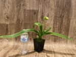 In Spike Paph. Sorcerer's Stone 'Isshiki Giant Yellow x Paph: Norweigian Wood 'Isshiki' (3.5” pot) - Image 2