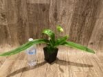 In Spike Paph. Sorcerer's Stone 'Isshiki Giant Yellow x Paph: Norweigian Wood 'Isshiki' (3.5” pot) - Image 3