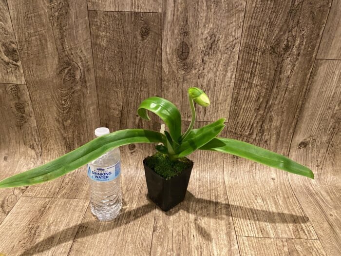 In  Spike Paph. Sorcerer's Stone 'Isshiki Giant Yellow x Paph: Norweigian Wood 'Isshiki' (3.5” pot) - Image 3