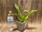 In Spike Paph. Hsinying Yosemite 'Moon Festival' x Paph. Stone Lovely 'Green Angel' (3.5” pot) - Image 2