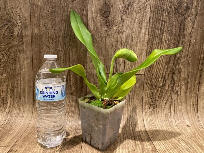 In  Spike Paph. Hsinying Yosemite 'Moon Festival' x Paph. Stone Lovely 'Green Angel' (3.5” pot) - Image 2