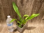 In Spike Paph. Hsinying Yosemite 'Moon Festival' x Paph. Stone Lovely 'Green Angel' (3.5” pot) - Image 3