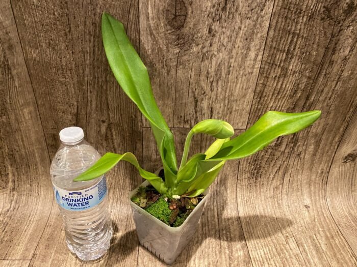 In  Spike Paph. Hsinying Yosemite 'Moon Festival' x Paph. Stone Lovely 'Green Angel' (3.5” pot) - Image 3