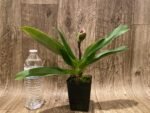 In Spike Paph. Stonehenge 'Four Star' x Paph. Hsinying Gold 'Sunshine Gold' (3.5” pot) - Image 2