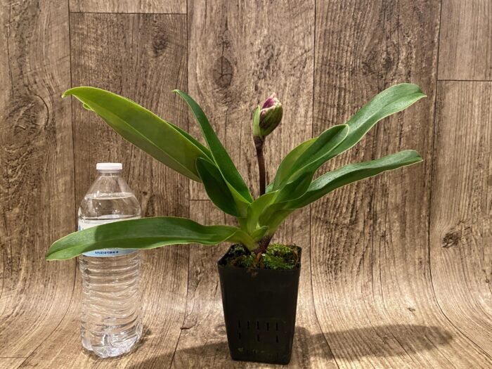 In  Spike Paph. Stonehenge 'Four Star' x Paph. Hsinying Gold 'Sunshine Gold' (3.5” pot) - Image 2