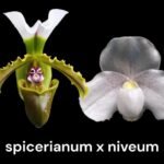 Paph. Spicero-Niveum (niveum × spicerianum) (2" pot)