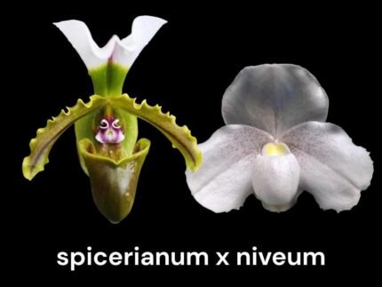 Paph. Spicero-Niveum (niveum × spicerianum) (2" pot)